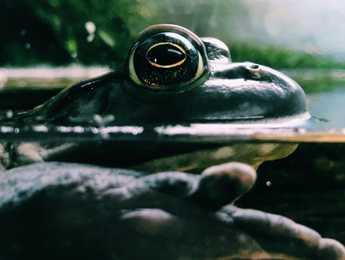 The Frog-Prince