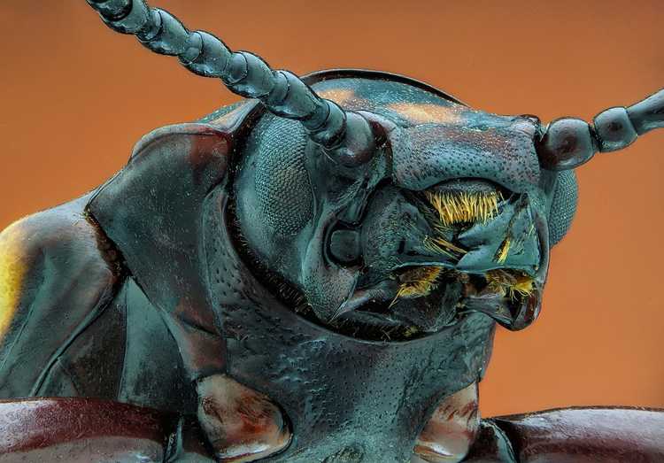 Primeval Monster Monsters